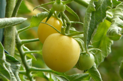 Pfirsich_gelb.24.08.2009.60.JPG
