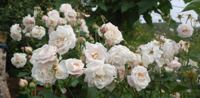 Mlle_Blanche_Laffitte_0010__57254.jpg