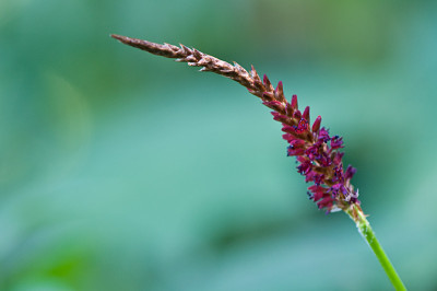 Persicaria-Blackfield-Aug2409.jpg