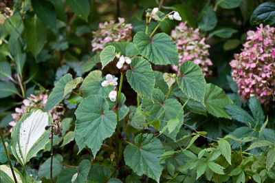 Begonia-grandis-Alba-Aug2409.jpg