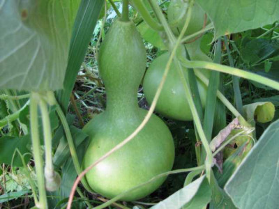 Flaschenkurbis1.JPG
