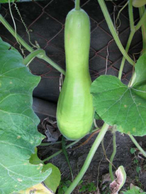 K640_Flaschenkurbis3.JPG