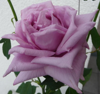 MamyBlue_08_09_02N.JPG
