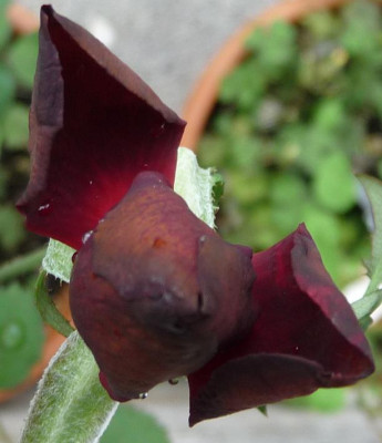 Burgundy_velvet_08_09_05.JPG