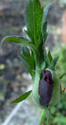 Burgundy_velvet_08_09_04.JPG