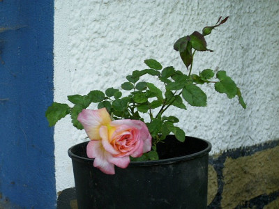 018_indisch_feuer.jpg