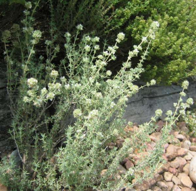Thymus_baeticus_2008.jpg