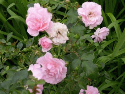 011_explorerrose_john_davis.jpg