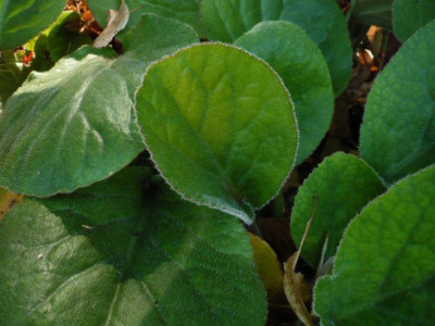 Bergenia_ciliata.jpg
