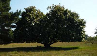 Sorbus_aria.jpg