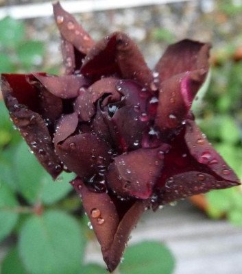 Burgundy_velvet_08_09_08.JPG