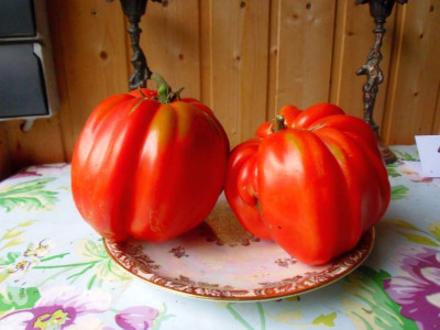 Ungatische_Herztomate_08_25-1.jpg