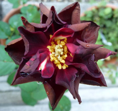 Burgundy_velvet_08_09_09.JPG