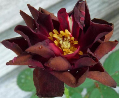 Burgundy_velvet_08_09_10.JPG