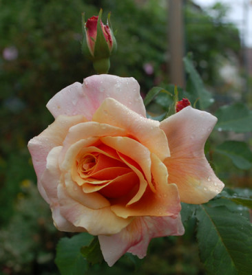 Caramella_1_0010__7517.jpg