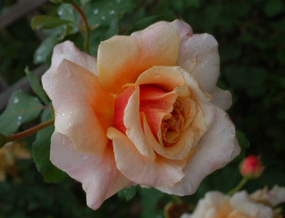 Caramella_2_0010__7518.jpg