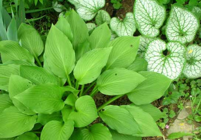 Brunnera_Frosted_Jack_.jpg