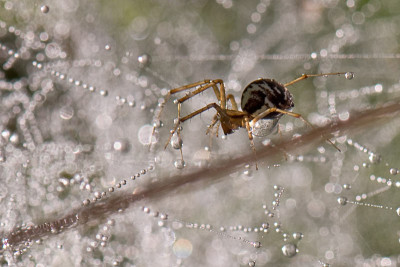 Spinne-am--Morgen-2-TL-Aug2609.jpg