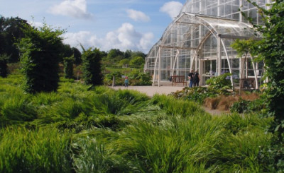 hakonechloa_flaeche_wisley.jpg