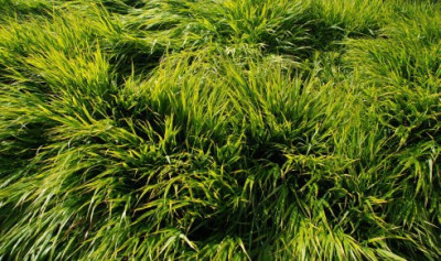 hakonechloa_flaeche_wisley2.jpg