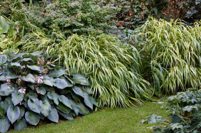 Hakonechloa-Aug2709.jpg