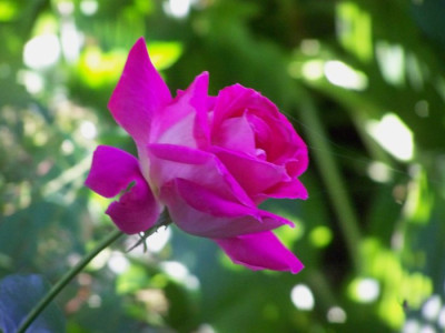 August_2009_Rose_Gaujard.jpg