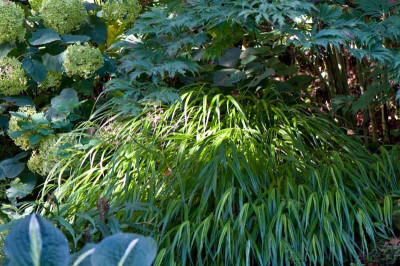 Hakonechloa-2-Aug2709.jpg