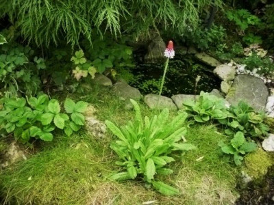 star_des_tages-orchideenprimel.jpg