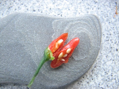 riesenchili_sliced.JPG