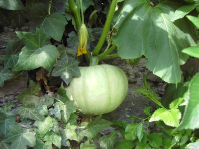 PICT3454.JPG
