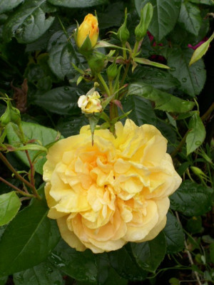 DSCI0226_bernsteinrose_1.jpg