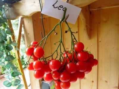 Lea_rot_08_25-2_kl.jpg