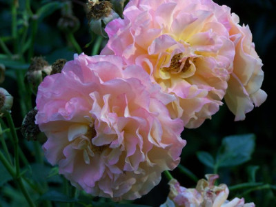 August_2009_Augusta_Luise_voll.jpg