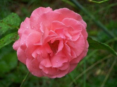August_2009_Pariser_Charme.jpg