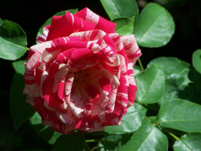 August_2009_Papageno.jpg