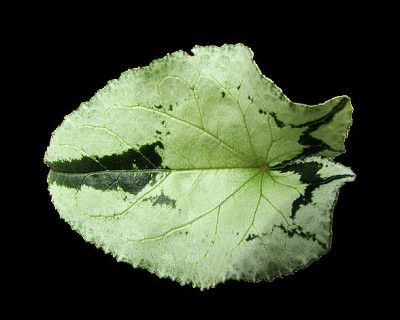 Image_cy11.jpg