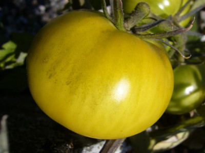 gelbe_Thun.2009.00.JPG