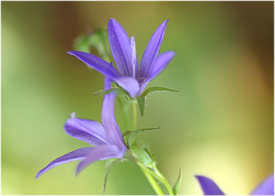 Campanula09.JPG