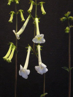 Sinningia_tubiflora_600x600_80KB.jpg