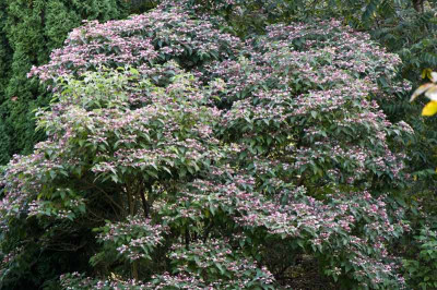 Clerodendrum-Aug2909.jpg