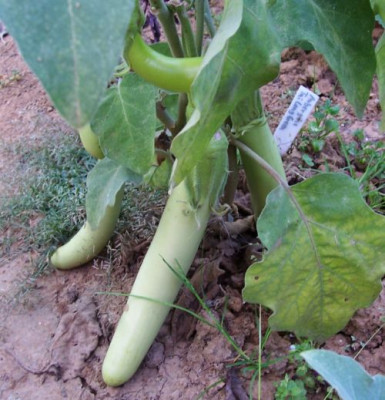 000_4236_Thai_Long_Green.jpg
