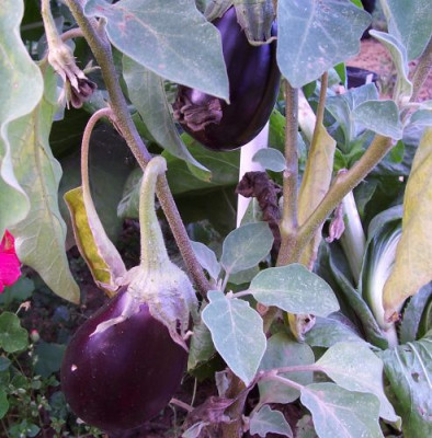 000_4238_Aubergine.jpg