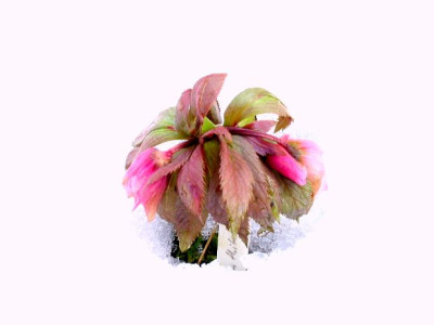 Helleborus_thibetanus_2.jpg