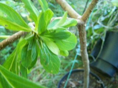 100_2290_Edgeworthia_-_Blattbuschel____800.jpg