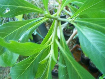 100_2292_EDGEWORTHIA_normale_Blattverzweigung___800.jpg