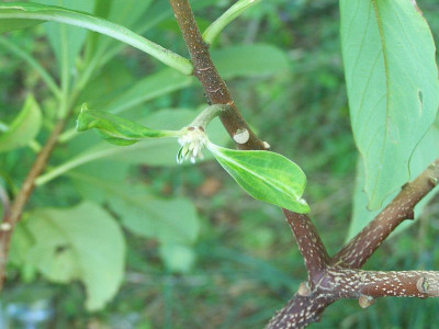 100_2296_EDGEWORTHIA_evtl.__Samenstand____800.jpg
