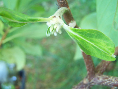 100_2297_EDGEWORTHIA__Saat_u._neue_Blatter_____800.jpg