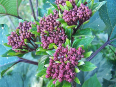 100_2304__Blutenknospen_1_Clerodendron_bungeii___500.jpg