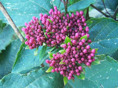100_2305_Blutenknospen_2_Clerodendron_bungeii___500.jpg