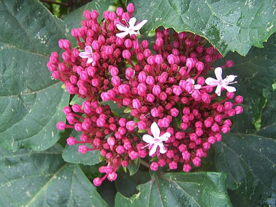 100_2276_CLERODENDRON_bungeii__3____500.jpg